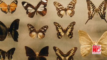 Lezing: ‘De vlinders van de Zoom’