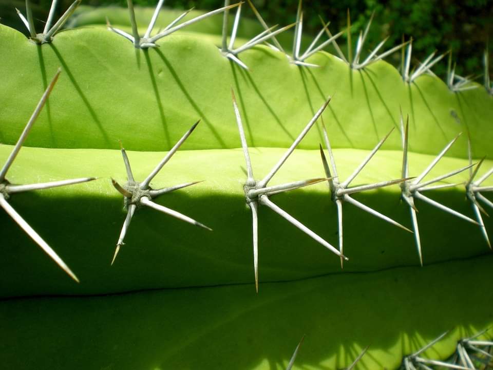 Prikkels in De Cactus