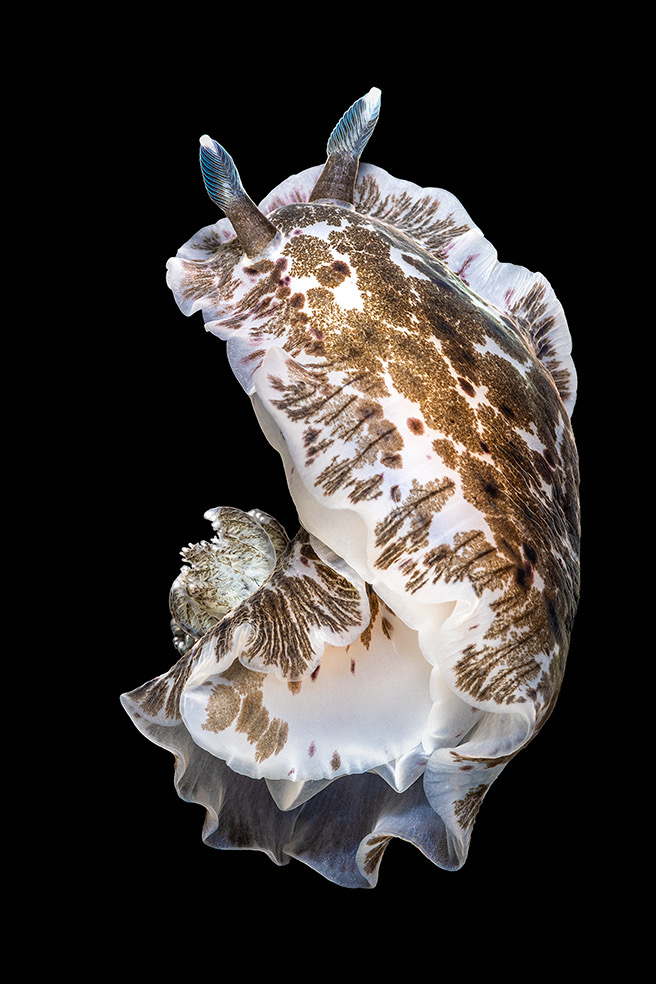 Lezing: Een ontmoeting met zeemonsters en -fabeldieren