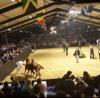 HJC Manege