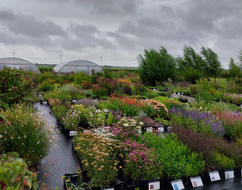 Kwekerij De Tuinstek